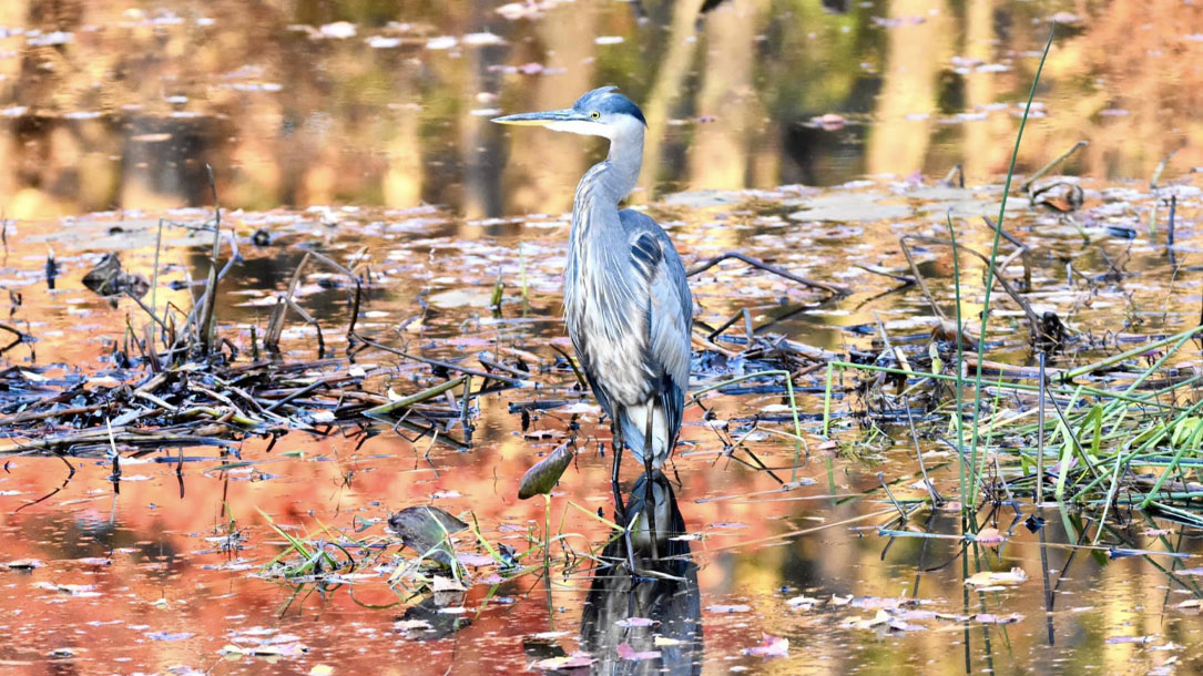 Heron With Wild Colors