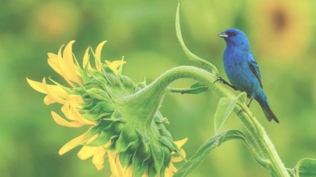 Indigo Bunting