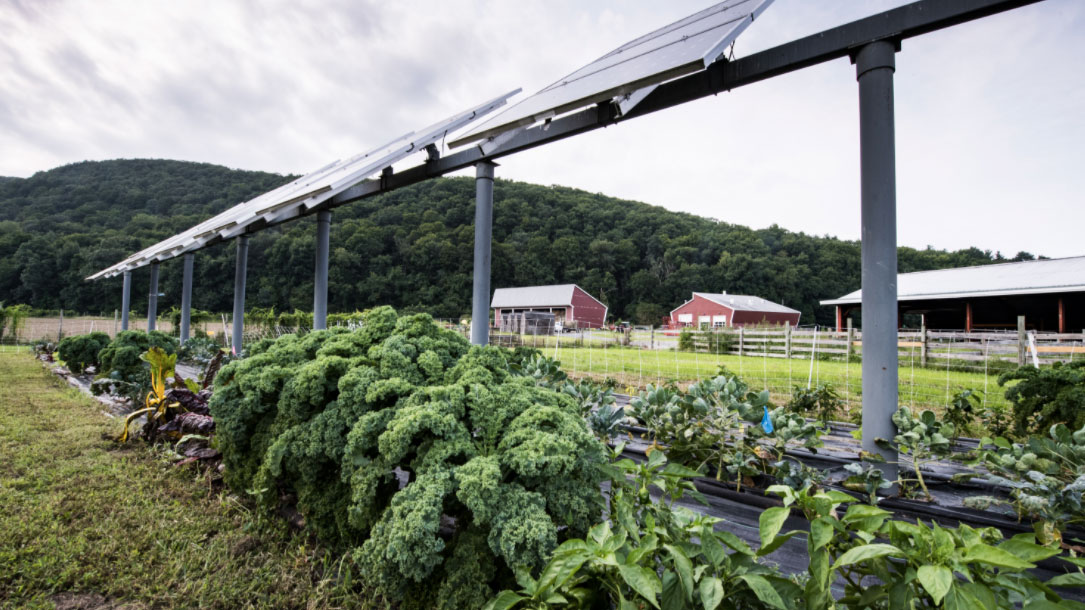 Kale Under Solar