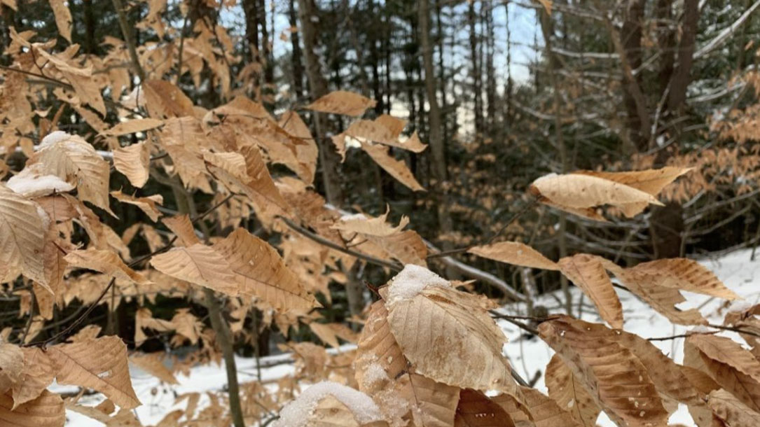 Leaves And Winter