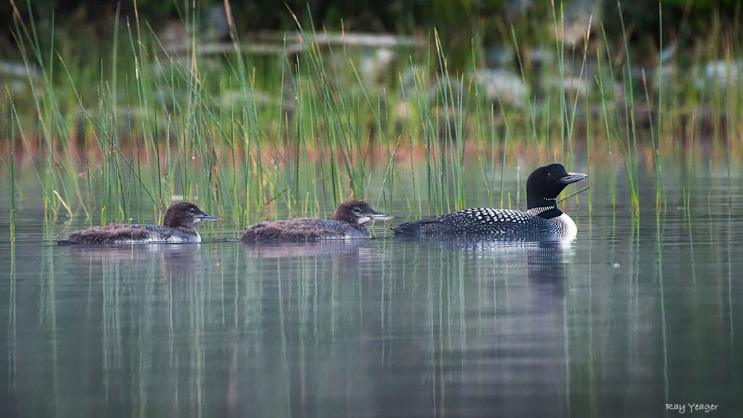 Loon Family