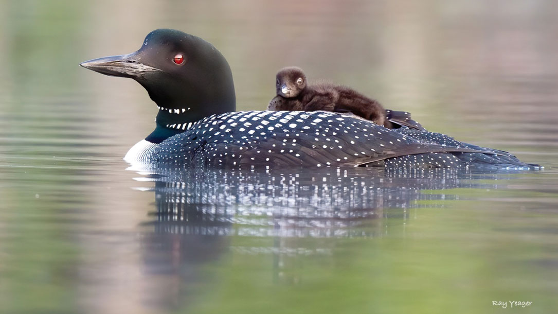 Loon With Babe On Back