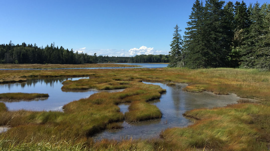 Misty Marshland