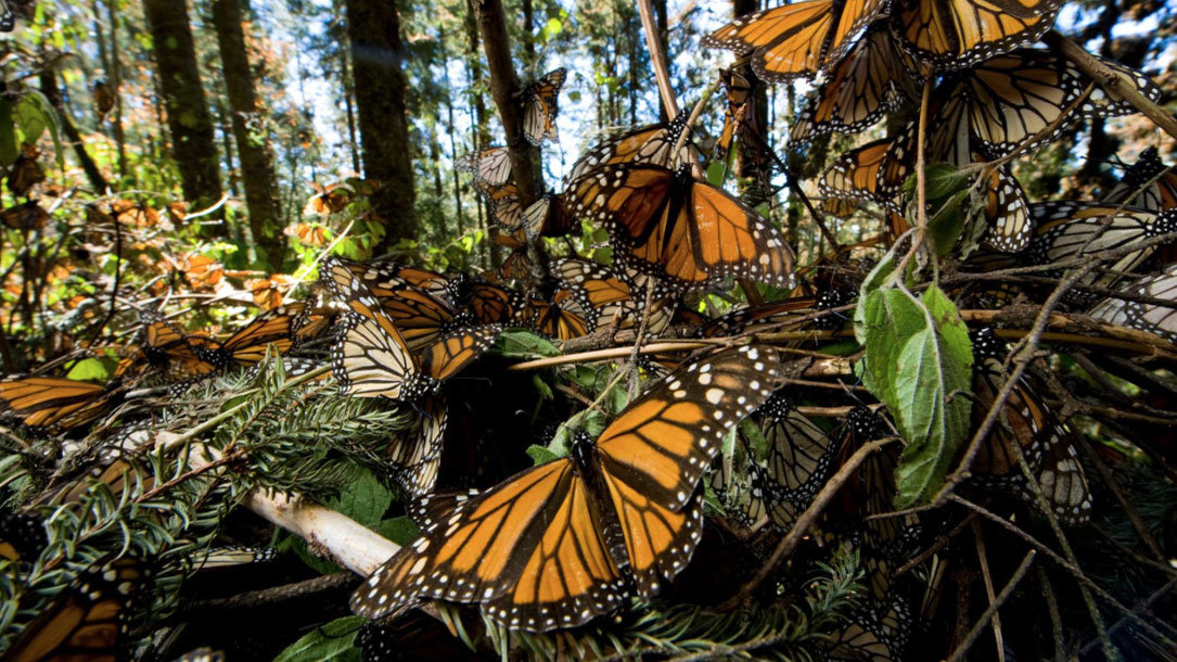 Monarchs By Natgeo