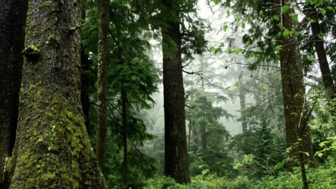 Old Growth Trees