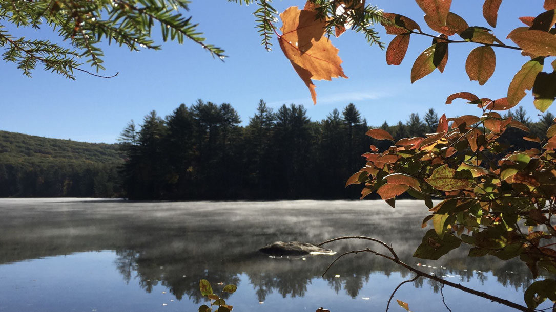 Peeking Through Foliage To The Lake