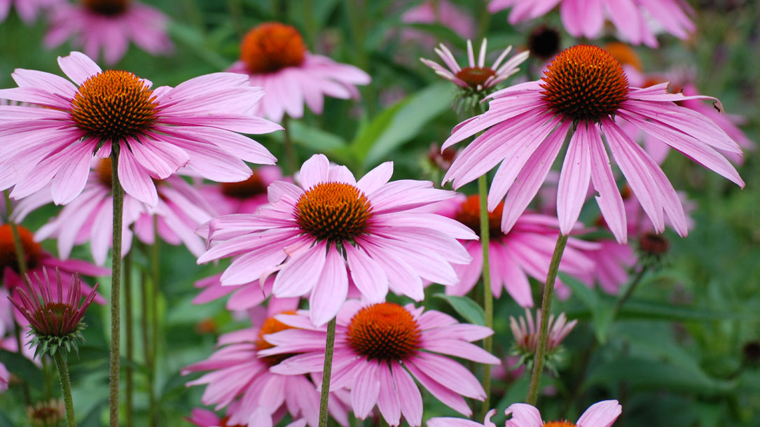 Pink Flowers