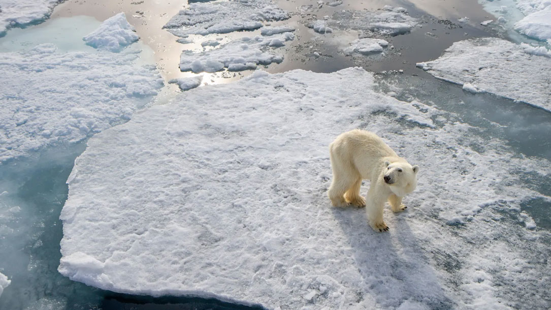 Polar Bear On Melting Ice