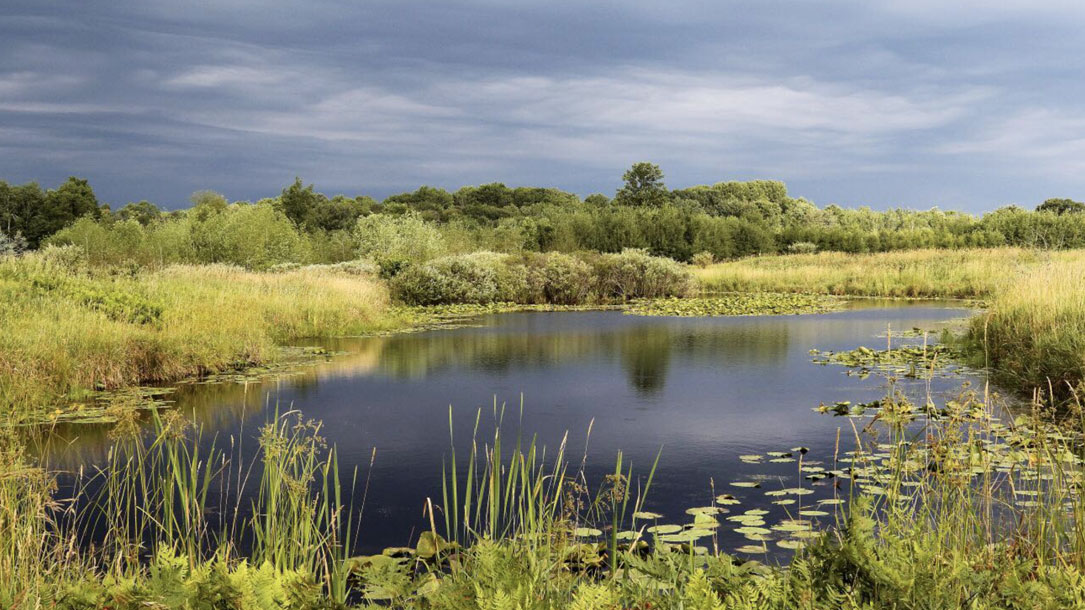 Pond Wetland