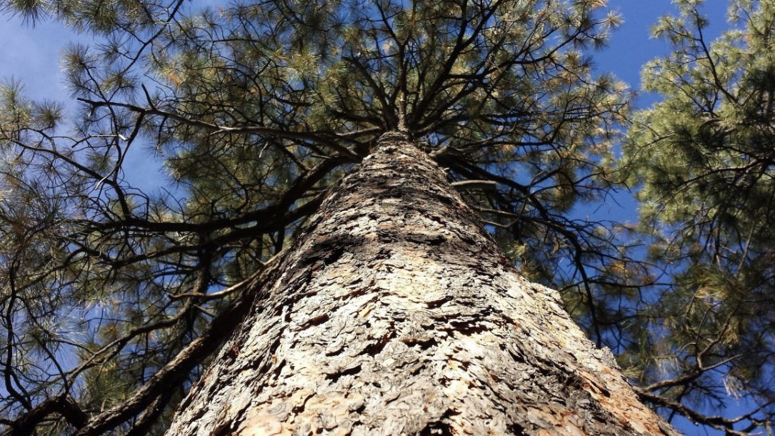 Ponderosa Pine From Below