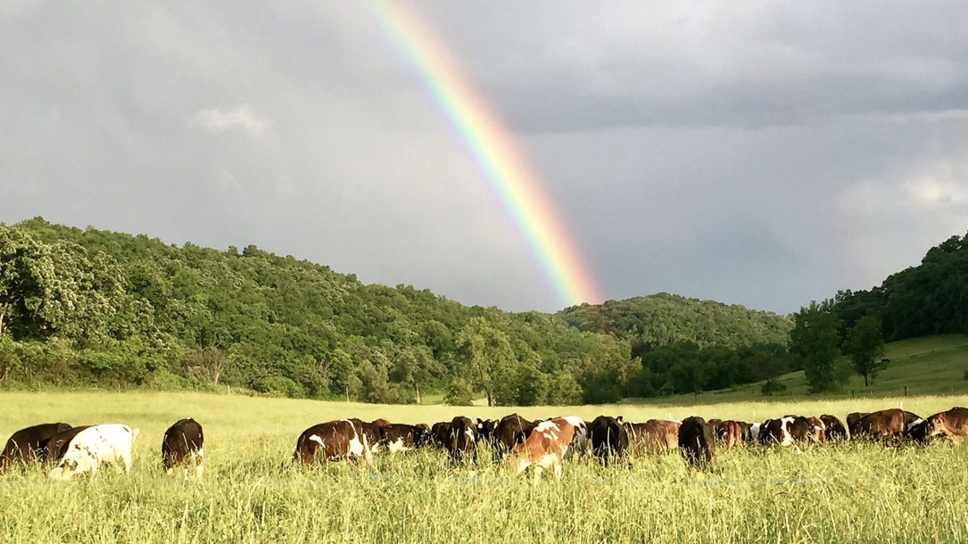 Rainbow Over Cows