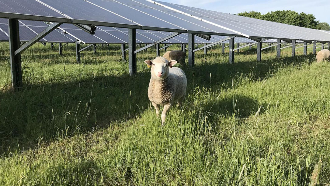 Sheep And Solar