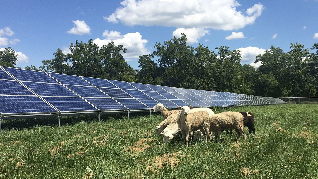 Sheep And Solar