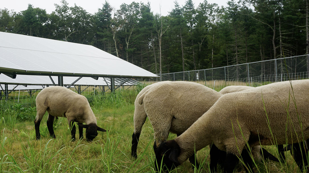 Sheep Grazing With Solar Panels