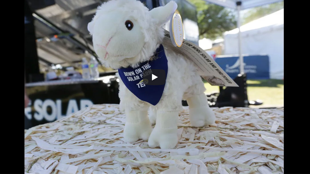 Sheep On A Solar Wagon