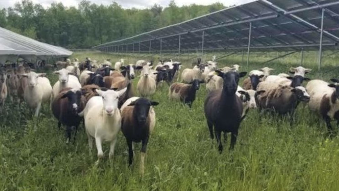 Sheep Under Solar Panels