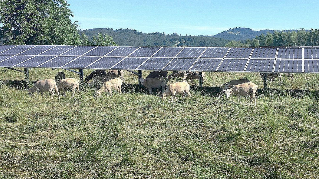 Sheep Under Solar Panels