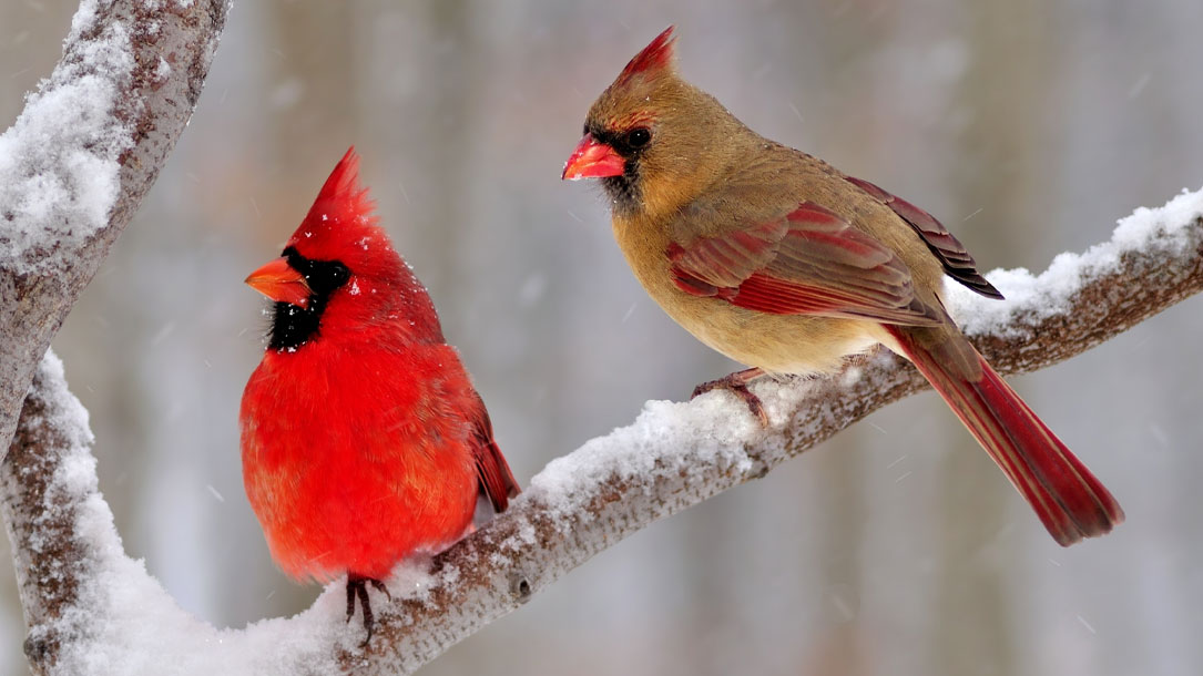 Shutterstock Cardinals