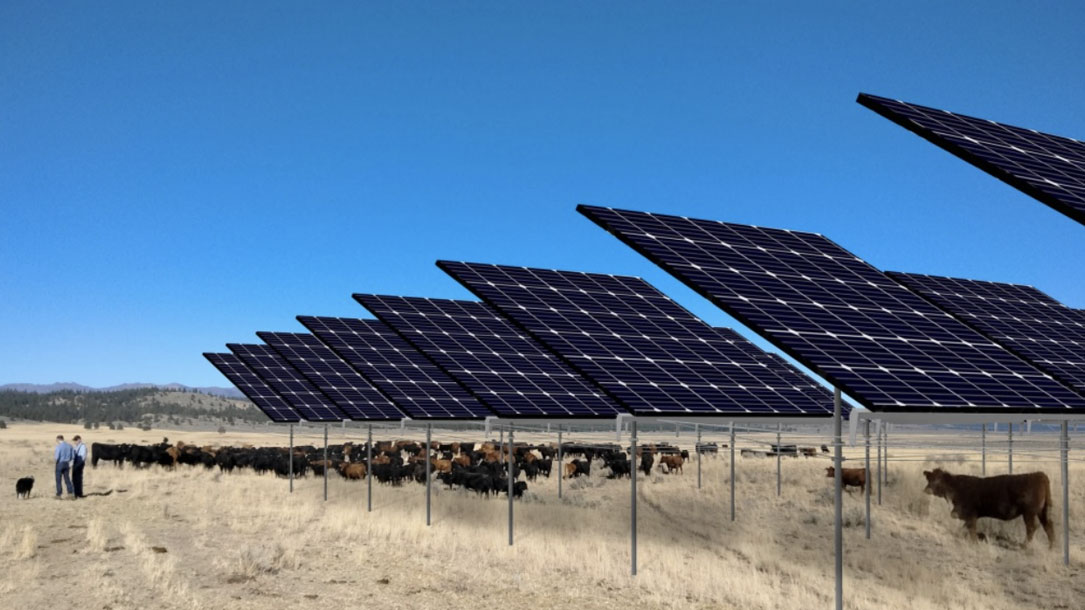 Solar And Cattle