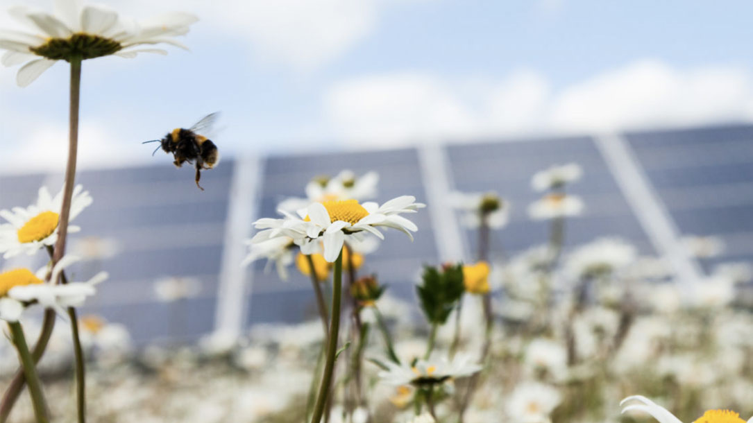 Solar And Pollinators Incoming
