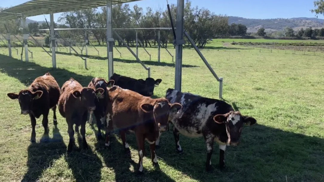Solar Cows