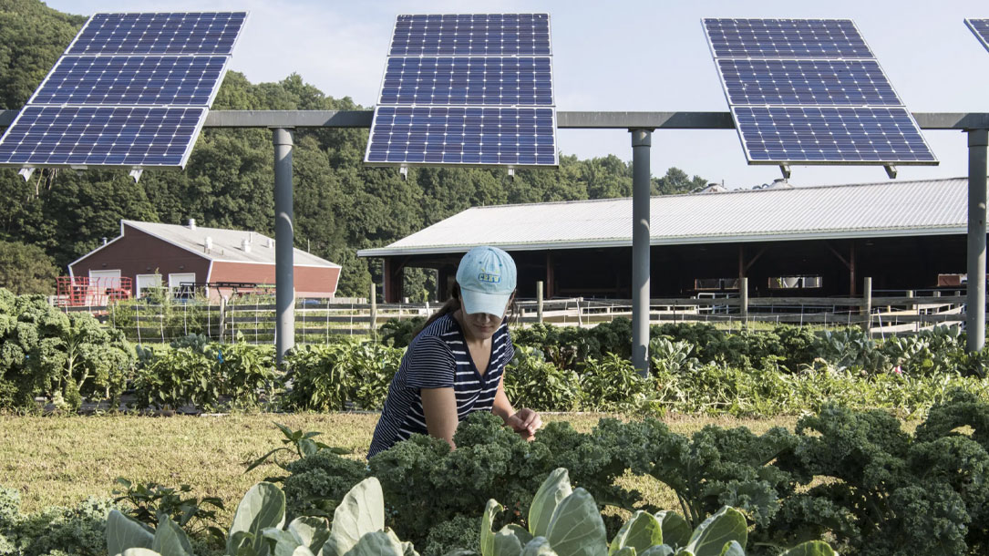 Solar Farmer And Kale