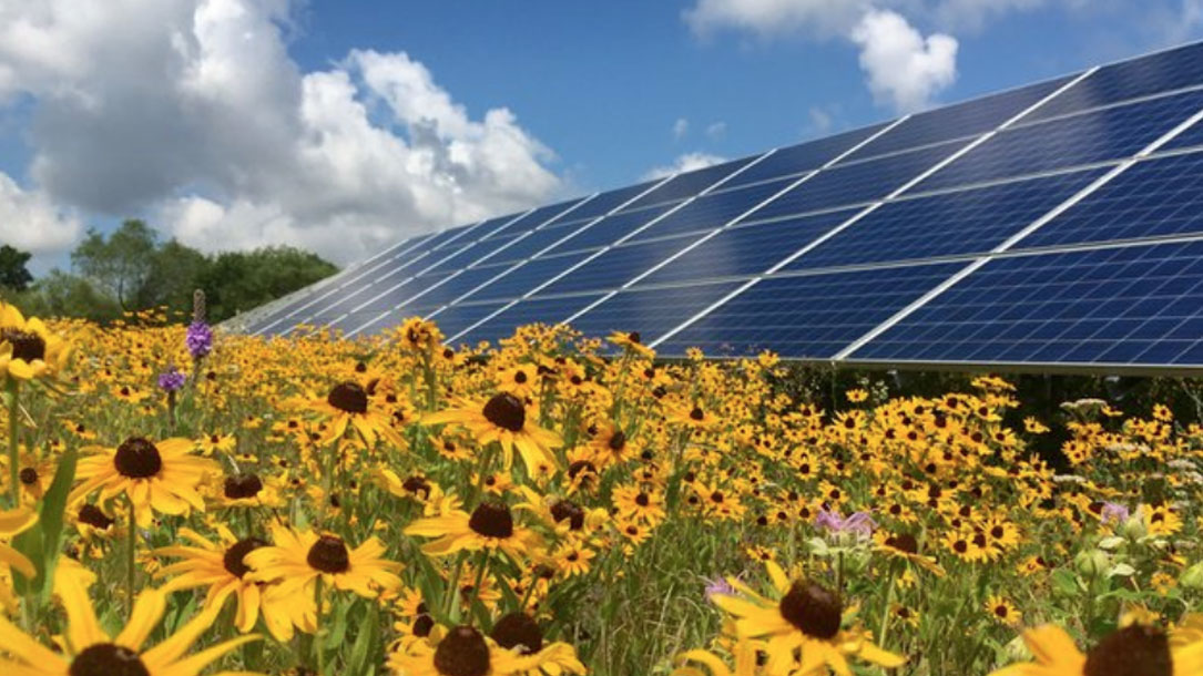 Solar Panels Amid Sunflowers