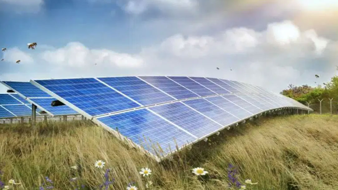 Solar Panels For Pollinators