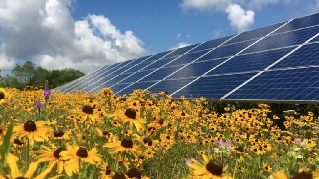 Solar Panels Sunflowers