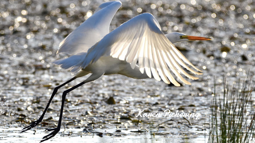 Stork Takes Off