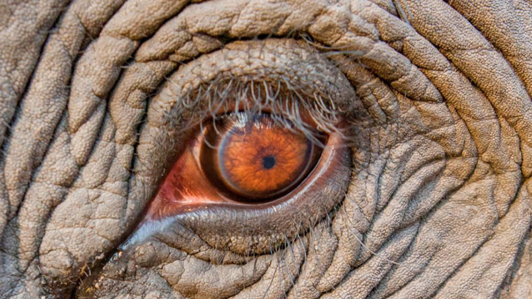 The Eye Of An Asian Elephant