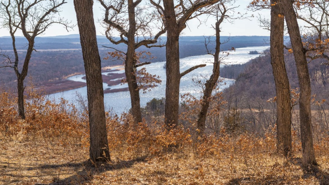 Tree Overlook