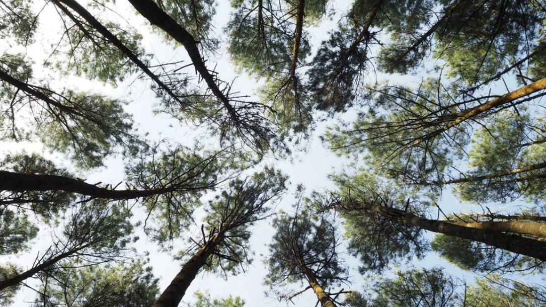 Trees From Below