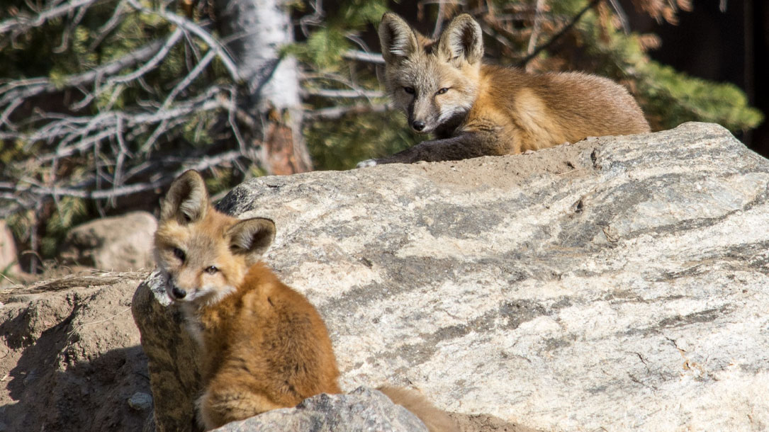 Two Little Kits Watching